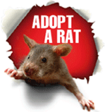 adopt a rat