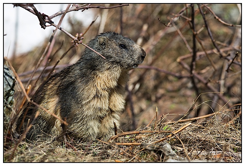 marmottes-