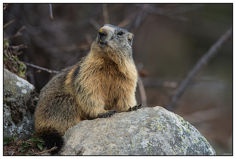 marmottes-